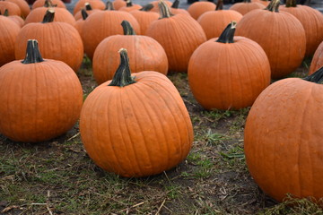 pumpkins for sale