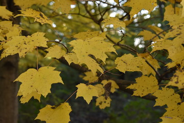maple leaves in autumn