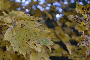 autumn leaves on water