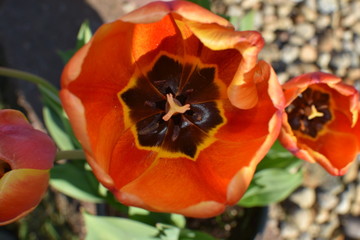 red tulip in the garden