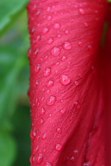 drops on flower