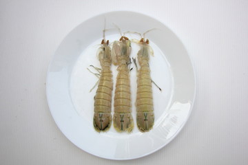 Mantis shrimps or Stomatopods on white disc.