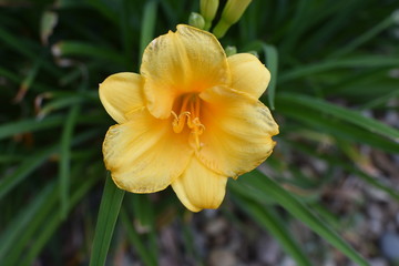 yellow flower in the garden