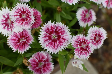 flowers in the garden