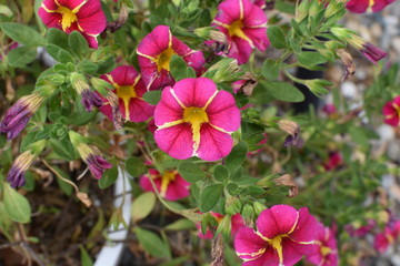 flowers in the garden