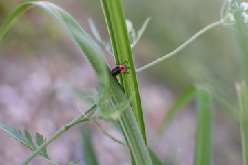 bug on leaf