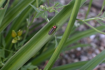 firefly