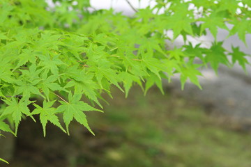 もみじ 紅葉 道