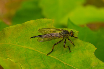 biting fly on leaf