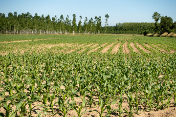 Fototapeta na wymiar cornfield with rows of young plants