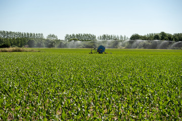 sprinkler irrigation in a cornfield