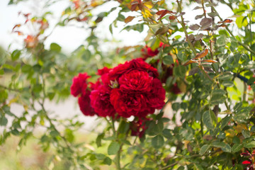 red poppy flower in the garden