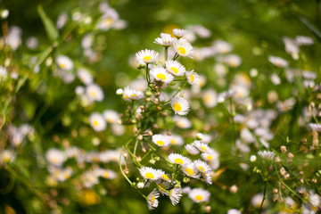 chamomile