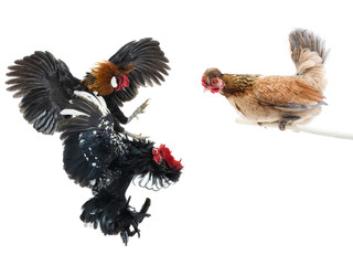 looking chicken on fighting roosters