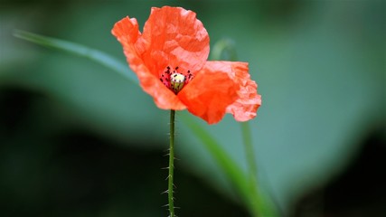 Portrait einer Mohnblume