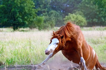ein Pferd beim aufstehen 