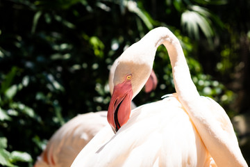  flamingo birds in a zoo. Concept of animals in the zoo. Pattaya Zoo, Thailand.