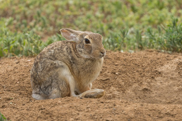 Cute Cottontail Rabbit