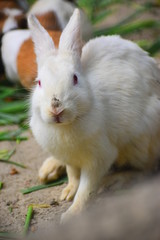 rabbit eating grass
