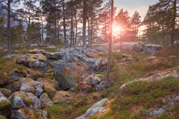 Landscape, sunset in the pine forest on the rocks