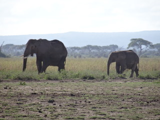 Fototapeta premium elephant