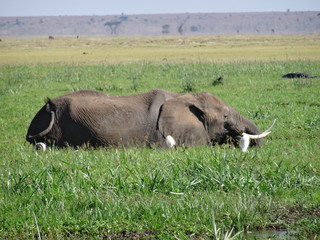 Obraz premium elephant