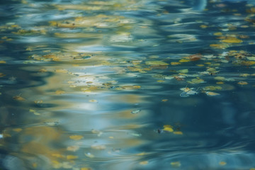 Soft blue background radiant water surface with autumn leaves and reflections