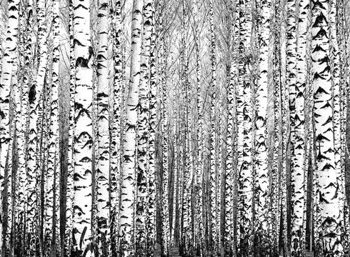 Spring trunks of birch trees black and white