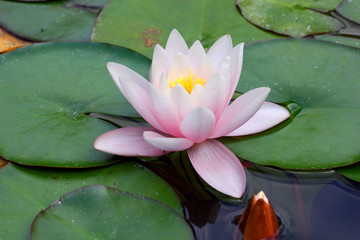 Lily Bud flower and leaves on the water