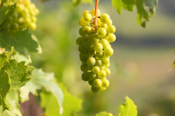 Grape cluster with berries hanging and ripening on a Bush with leaves