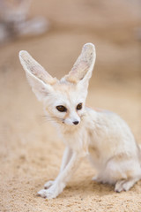 Fennec sitting on the desert sand
