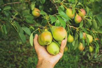 ripe pears on the tree fruit harvest