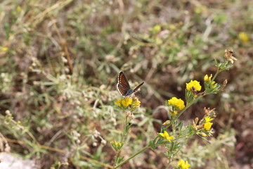  A brown butterfly sits on a yellow flower on a summer meadow.