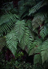 A fern in rain forest near FRANZ JOSHEP, New Zealand