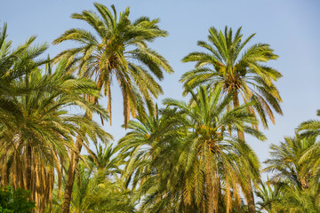 Fototapeta na wymiar Oasis of date palm crowns on a blue sky
