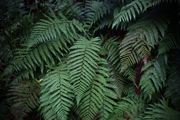 Fototapeta na wymiar A fern in rain forest near FRANZ JOSHEP, New Zealand