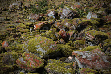 Green valley,moss and stones and Mountain in Franz Josef Glacier, New Zealand South Island
