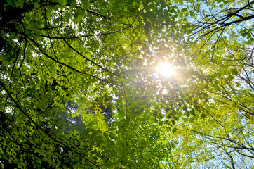 Tall trees with green leaves and sunlight in the forest, bottom view background. This landscape is on Montseny National Park, Catalonia, Spain.