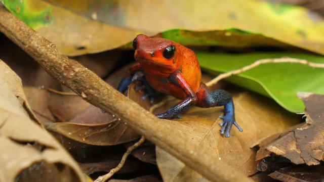 Blue jeans poison dart frog in its natural habitat in the Caribbean.  Poisonous dart frog in the Caribbean forest.