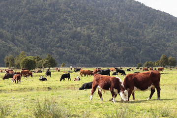 Fototapeta na wymiar New Zealand landscape with farmland and grazing cows