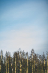 forest and sky