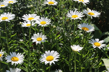 Fototapeta premium White daisies bloom in the meadow