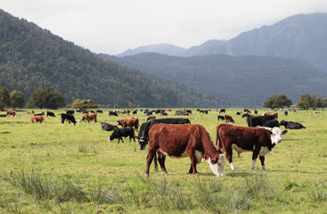 Fototapeta na wymiar New Zealand landscape with farmland and grazing cows