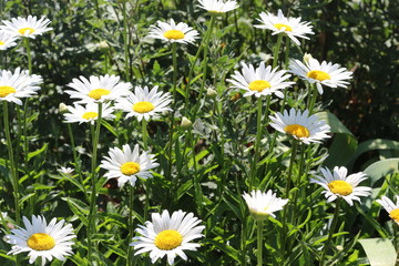 Fototapeta premium White daisies bloom in the meadow