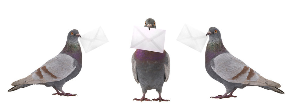 gray doves with envelope isolated