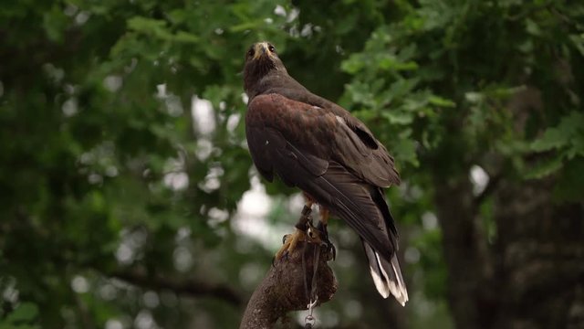 Peregrine brown falcon looking at prey. Close up of saker falcon isolated on green background outdoors