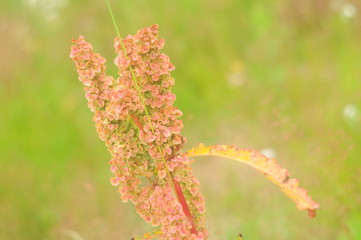 Bright solar plant, the background is blurred