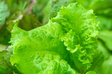 fresh green Batavia salad close up