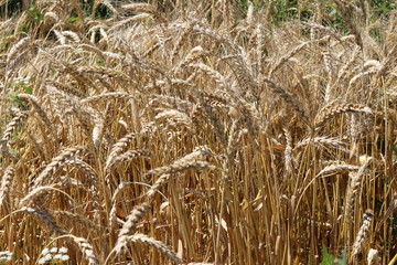 Wheat ripened in the field in summer