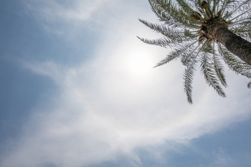 solar halo and a palm tree - Powered by Adobe